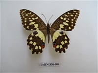 藏品(花鳳蝶)的圖片